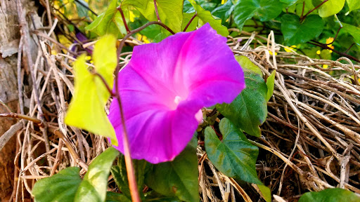 Park «Cocoa Riverfront Park», reviews and photos, 401 Riveredge Blvd, Cocoa, FL 32922, USA