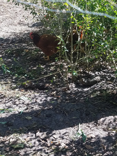 Farm «Sweetwater Organic Community Farm», reviews and photos, 6942 W Comanche Ave, Tampa, FL 33634, USA