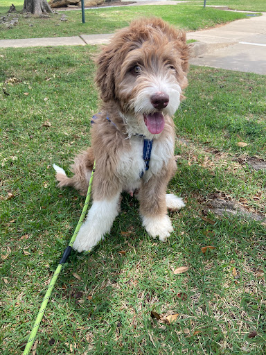 Pet Supply Store «Petco Animal Supplies», reviews and photos, 1250 William D Tate Ave #200, Grapevine, TX 76051, USA