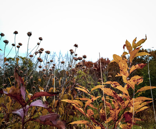 Park «Mather Woods Forest Preserve», reviews and photos, 25032 W Renwick Rd, Plainfield, IL 60544, USA