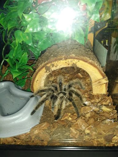 Pet Store «Petland», reviews and photos, 415 Mary Esther Cut Off NW G, Fort Walton Beach, FL 32548, USA