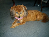 Puff & Fluff Grooming - Arrowhead - Photo 9 - Car repair in Glendale, AZ, Glendale