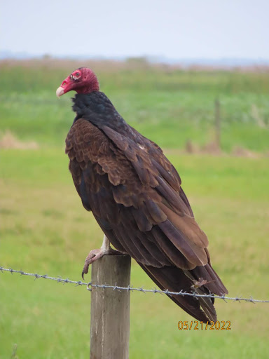 Recreation «Kissimmee Swamp Tours», reviews and photos, 4500 Joe Overstreet Rd, Kenansville, FL 34739, USA