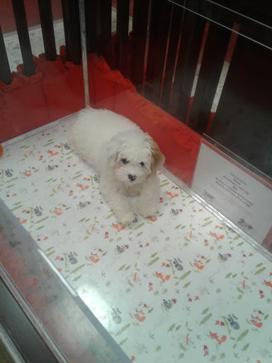 Pet Store «Charm City Puppies», reviews and photos, 8205 Snowden River Pkwy, Columbia, MD 21045, USA