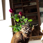 Photo n° 3 de l'avis de François.a fait le 17/07/2019 à 09:26 pour Clinique vétérinaire de Bois d'Arcy - Sevetys à Bois-d'Arcy