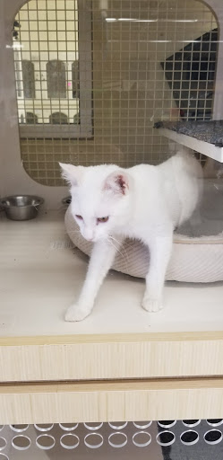 Pet Supply Store «Petco Animal Supplies», reviews and photos, 1018 Mt Prospect Plaza, Mt Prospect, IL 60056, USA