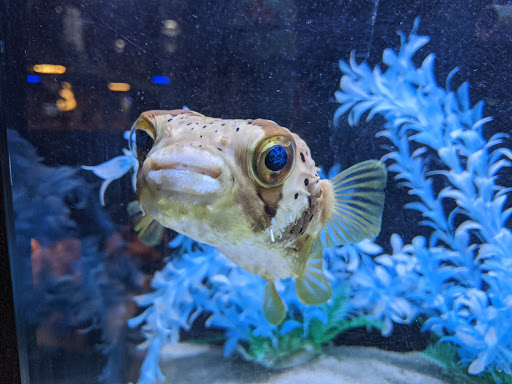 Tropical Fish Store «Aquarium Adventure Superstore», reviews and photos, 3649 Fishinger Blvd, Hilliard, OH 43026, USA