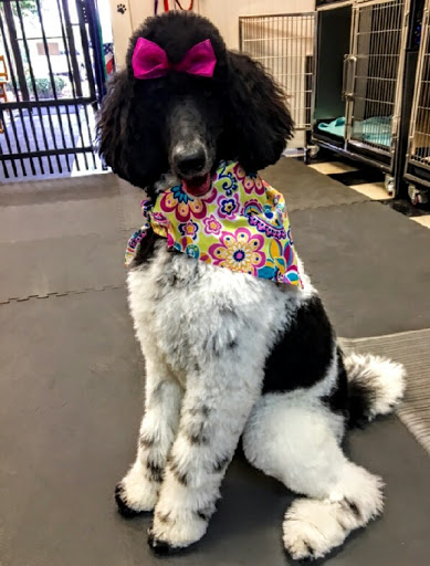 Pet Groomer «A Klassy Lassie, LLC», reviews and photos, 30 Old Jackson Rd, McDonough, GA 30252, USA