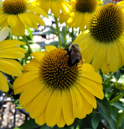 Home Improvement Store «The Home Depot», reviews and photos, 656 Reservoir Ave, Bridgeport, CT 06606, USA