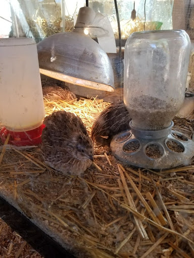 Zoo «Jr Pony Parties», reviews and photos, 1744 N Leonard Ln, Las Vegas, NV 89108, USA