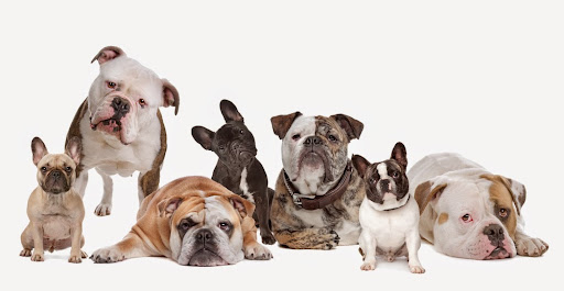 Greenhorn Valley Veterinary Clinic: Anna Juan DVM image