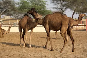 ICAR-National Research Centre on Equines, Bikaner Campus image