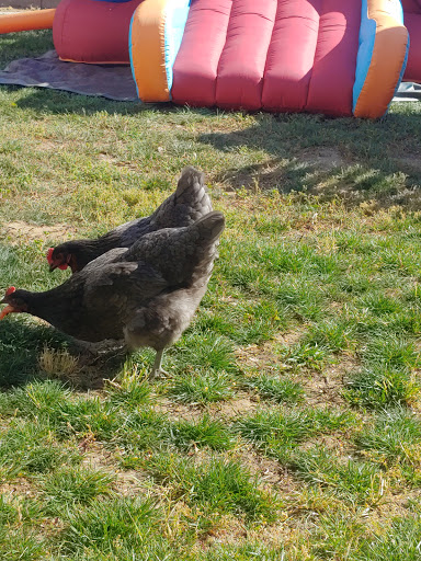 Pet Store «Kahoots Feed & Pet Store», reviews and photos, 16851 Van Buren Blvd, Riverside, CA 92504, USA