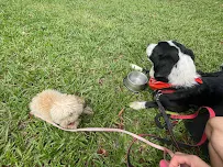 Walking Buddy - Car repair in , Everett - Rated 0.0/5