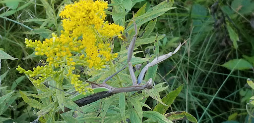 Nature Preserve «Al Sabo Land Preserve», reviews and photos, 6310 Texas Dr, Kalamazoo, MI 49009, USA