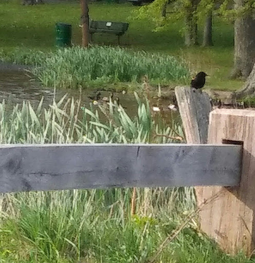 Golf Course «Goodwin Park Golf Course», reviews and photos, 1130 Maple Ave, Hartford, CT 06114, USA