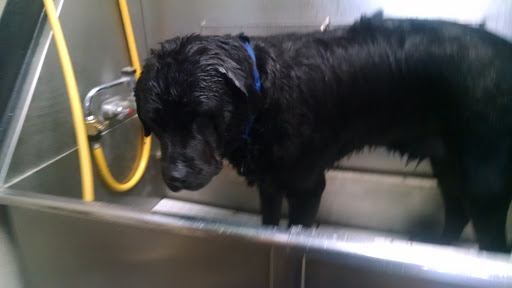 Pet Store «Pet Spot», reviews and photos, 429 Edwards Access Rd, Edwards, CO 81632, USA