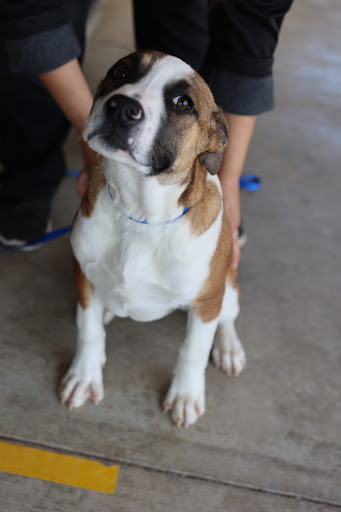 Animal Control Service «Animal Control», reviews and photos