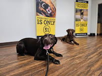 Tip Top K9 Lewisville Dog Training - Photo 8 - Car repair in Lewisville, TX, Lewisville