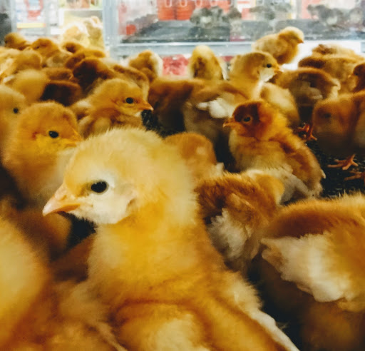 Home Improvement Store «Tractor Supply Co.», reviews and photos, 11946 Leslie Rd, Helotes, TX 78023, USA