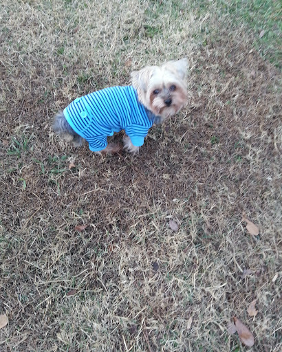 Pet Supply Store «Top Dogs Pet Boutique», reviews and photos, 2615 George Busbee Pkwy NW #14, Kennesaw, GA 30144, USA