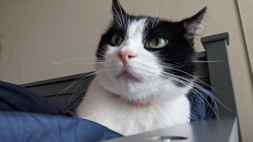 Pet Supply Store «Pet Supplies Plus», reviews and photos, 5348 Dixie Hwy, Waterford Twp, MI 48329, USA