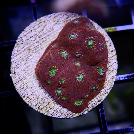 Tropical Fish Store «Hooked On Reefs», reviews and photos, 228 Hibiscus St #1, Jupiter, FL 33458, USA