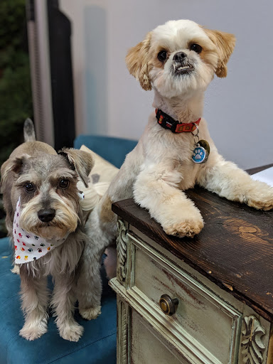 Pet Groomer «Glamour Pooch / Grooming Boutique», reviews and photos, 1590 Lomaland Dr, El Paso, TX 79935, USA