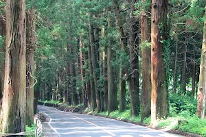 Cedar Avenue of Nikko image