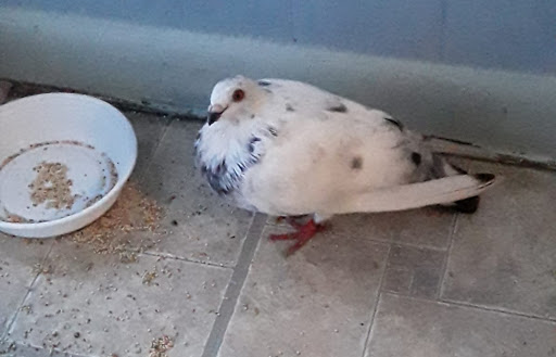 Grocery Store «Winn-Dixie», reviews and photos, 281 SW Port St Lucie Blvd, Port St Lucie, FL 34984, USA