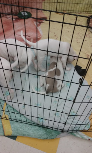 Pet Supply Store «Pet Supplies Plus», reviews and photos, 2649 E Grand River Ave, Howell, MI 48843, USA