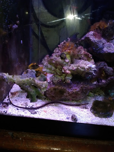 Tropical Fish Store «Blakes Aqua Den LLC», reviews and photos, 1263 E Main St, Meriden, CT 06450, USA