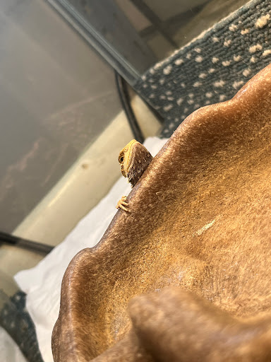 Pet Supply Store «PetSmart», reviews and photos, 8460 Tamarack Village, Woodbury, MN 55125, USA