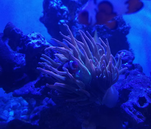 Tropical Fish Store «Wet Pets», reviews and photos, 520 Hartford Turnpike # X, Vernon, CT 06066, USA