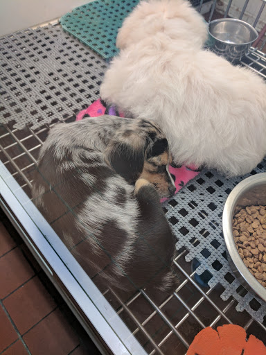 Pet Store «Pets Plus Inc», reviews and photos, 2610 Jefferson Davis Hwy, Stafford, VA 22554, USA