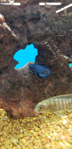 Pet Supply Store «Petco Animal Supplies», reviews and photos, 2450 Monarch Dr #105, Laredo, TX 78045, USA