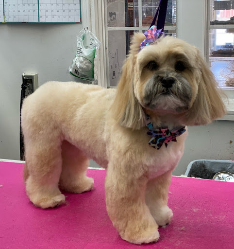 Pet Store «Canine Carousel», reviews and photos, 43135 Broadlands Center Plaza #129, Ashburn, VA 20148, USA