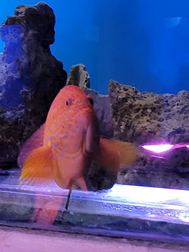 Tropical Fish Store «Ocean Aquarium», reviews and photos, 6820 E Black Horse Pike, Egg Harbor Township, NJ 08234, USA