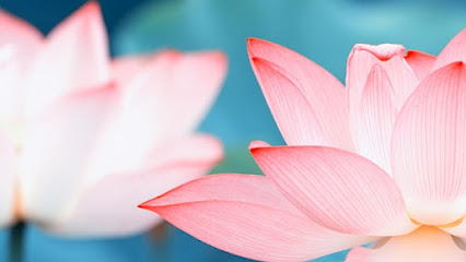 Healing Lotus Counseling and Wellness