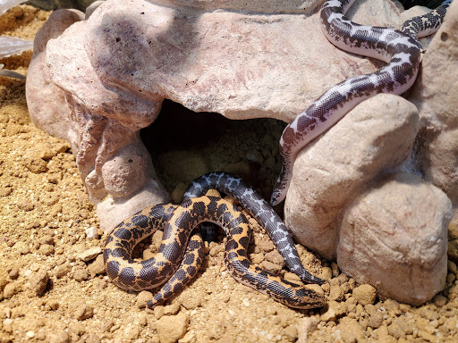 Pet Store «Bluewater Zoo Exotic Aquariums & Reptiles», reviews and photos, 159 Miracle Strip Pkwy SE, Fort Walton Beach, FL 32548, USA