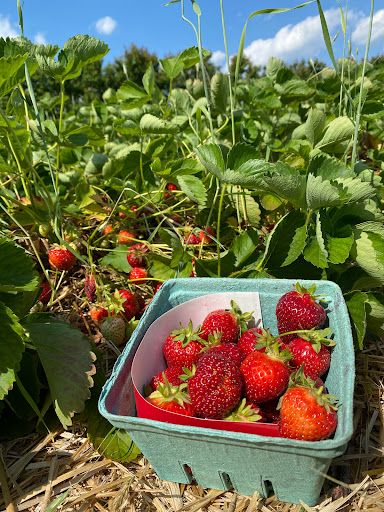 Farm «Alstede Farms», reviews and photos, 1 Alstede Farms Ln, Chester, NJ 07930, USA