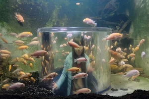 Tijuana Aquarium image