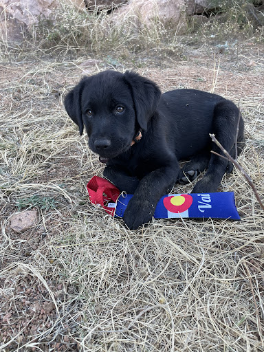 Pet Supply Store «The Pet Boutique of Vail», reviews and photos, 182 Gore Creek Dr, Vail, CO 81657, USA