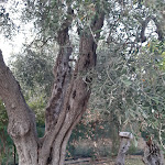 Photo n°14 de l'avis de Antonio.m fait le 19/08/2023 à 07:15 sur le  Giardino di Monsignore à Mattinata