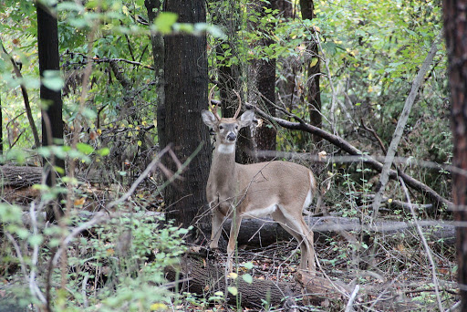 National Park «Greenbelt Park», reviews and photos, 6565 Greenbelt Rd, Greenbelt, MD 20770, USA