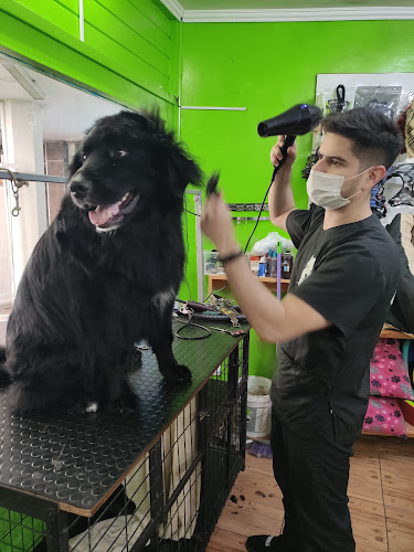 Opiniones de Doggys style peluqueria canina en Vitacura - Peluquería