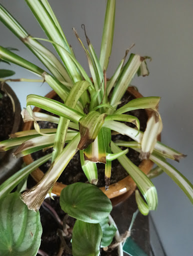 Florist «Sweet Peas Floral», reviews and photos, 783 Radio Dr #111, Woodbury, MN 55125, USA