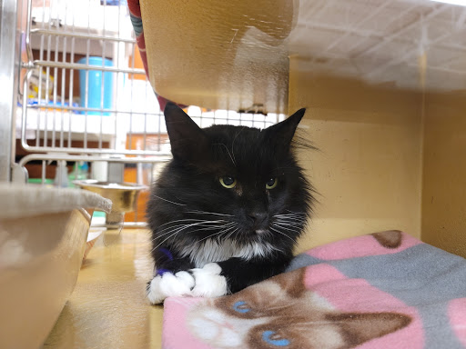 Pet Supply Store «PetSmart», reviews and photos, 132 NJ-31, Flemington, NJ 08822, USA