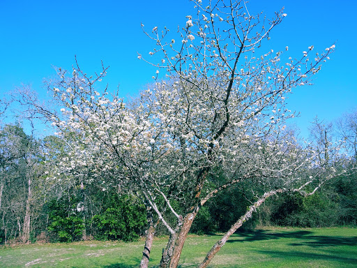 Park «Terry Hershey Park», reviews and photos, 15200 Memorial Dr, Houston, TX 77079, USA