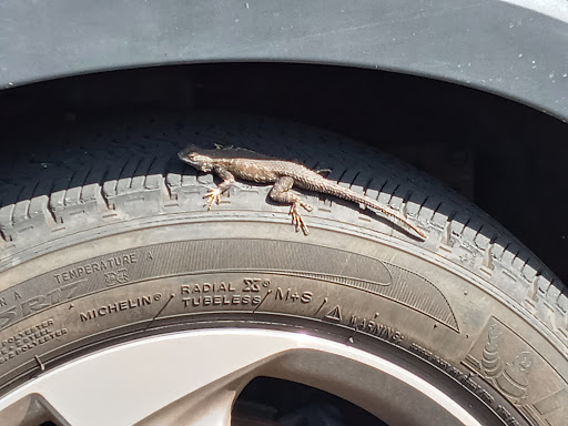 Shopping Mall «Piazza Carmel», reviews and photos, 3810 Valley Centre Dr, San Diego, CA 92130, USA